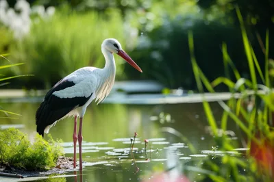 White Stork Standing In A Serene Pond