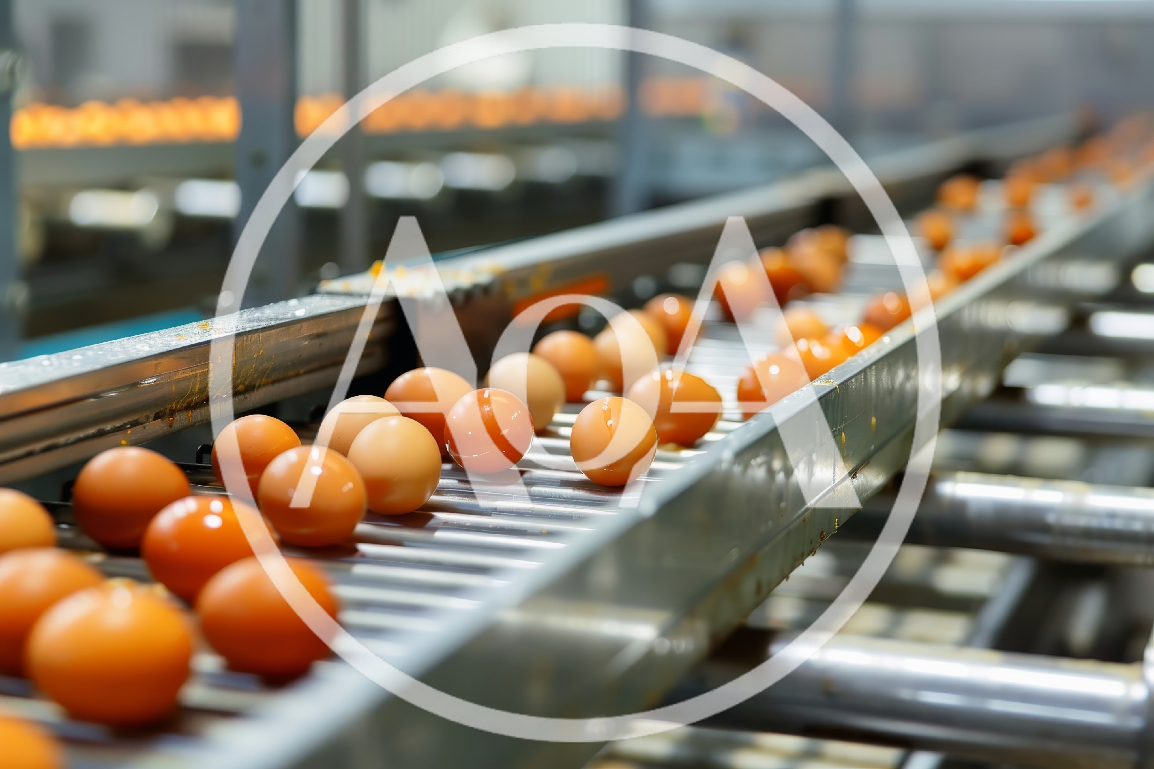 Brown Eggs Moving Along Industrial Conveyor Belt