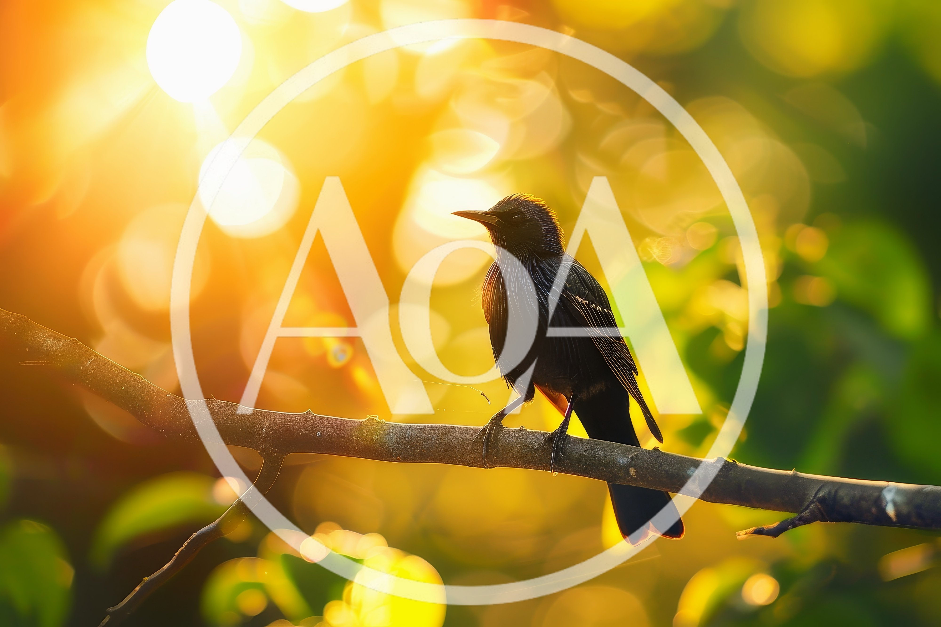 Black Bird Perched on Branch at Golden Hour