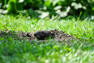 Muskrat Emerging From Burrow In Green Grass