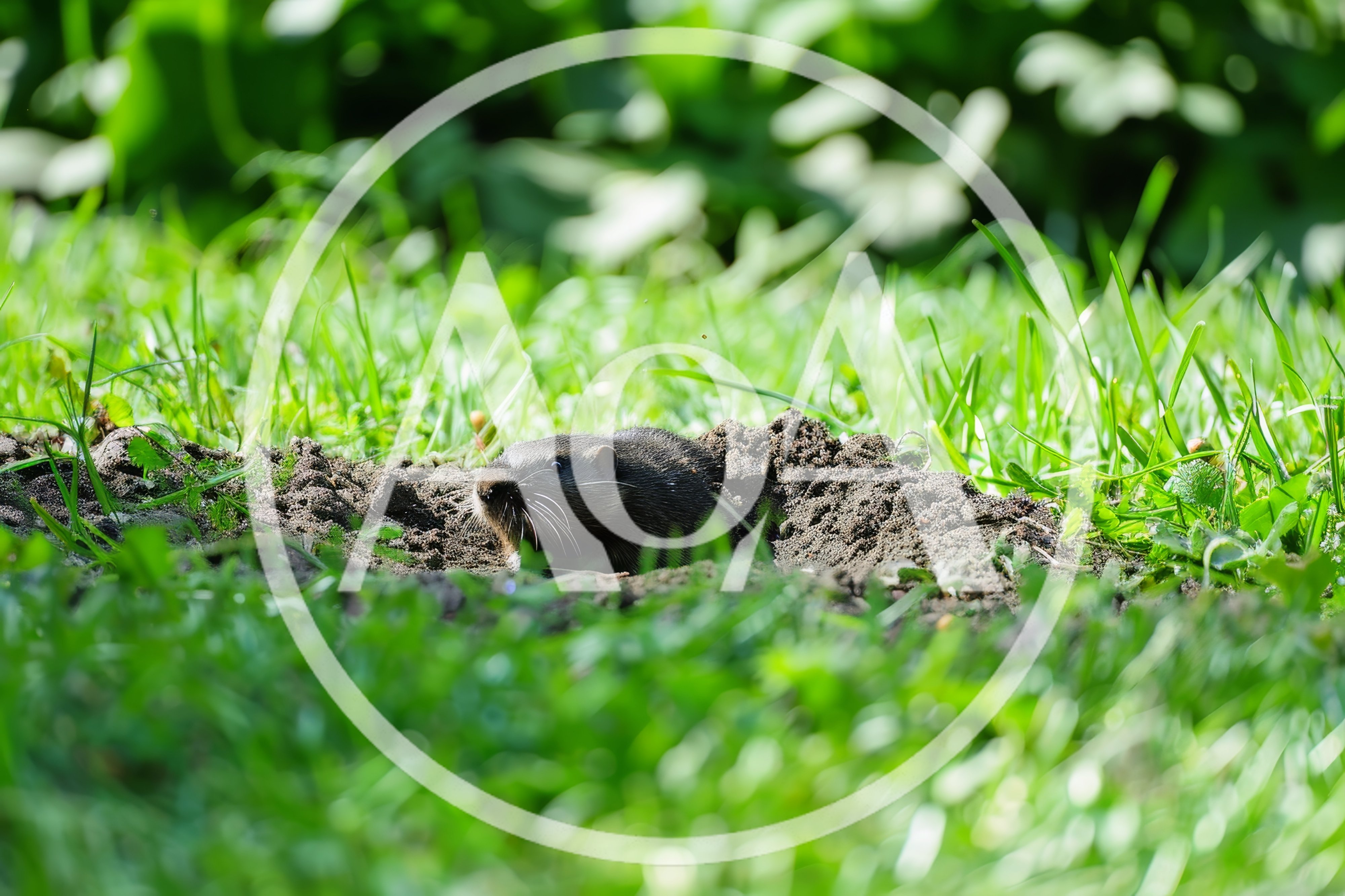 Muskrat Emerging From Burrow In Green Grass