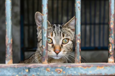 Tabby Cat Looking Through Metal Cage Bars