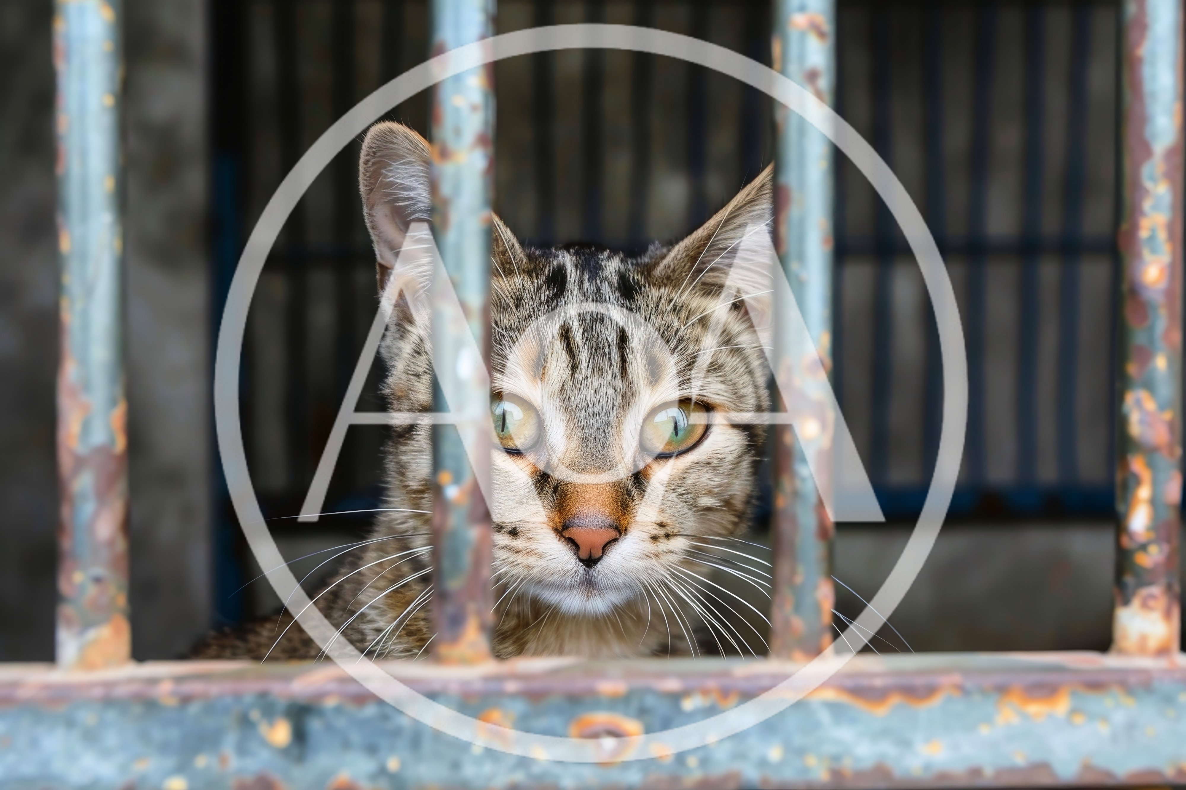 Tabby Cat Looking Through Metal Cage Bars