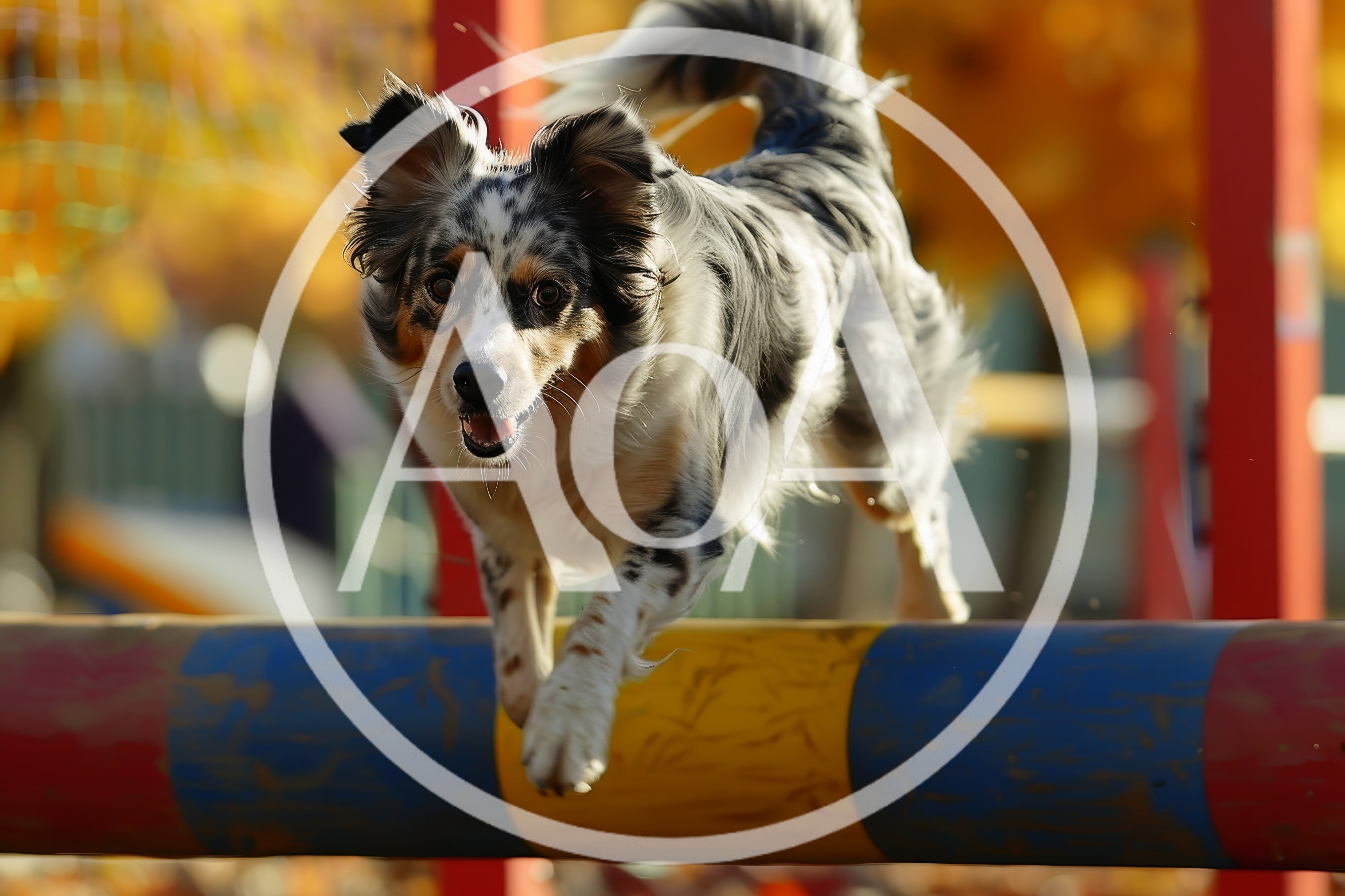 Australian Shepherd Dog Jumping Over Agility Hurdle