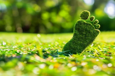 Mossy Footprint Symbol on Green Grass