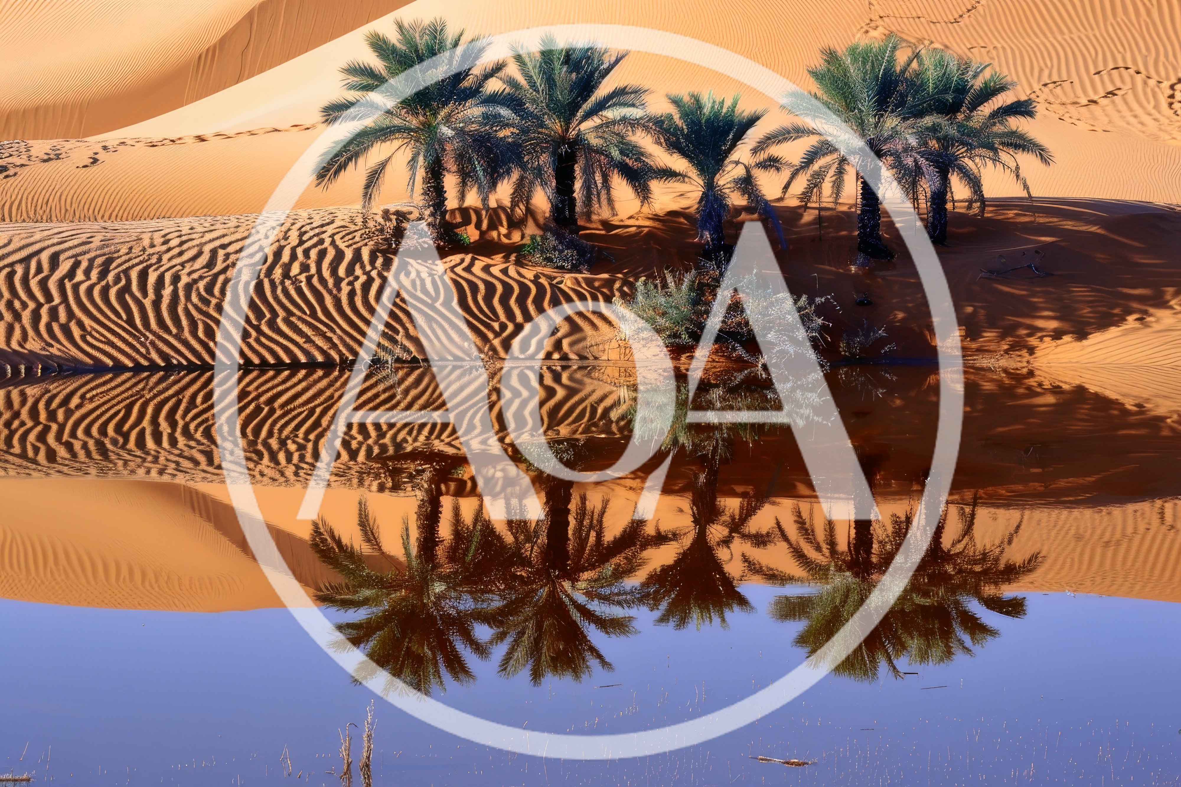 Palm Trees Reflected In Desert Oasis Pool
