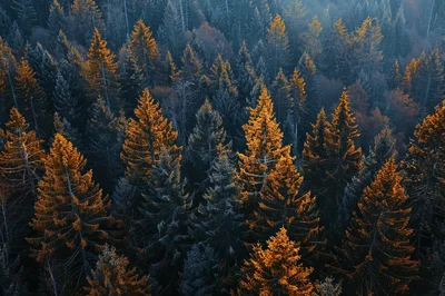 Aerial View Of A Dense Coniferous Forest In Autumn