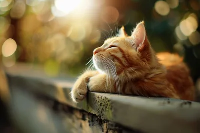 Ginger Tabby Cat Resting On A Wooden Fence