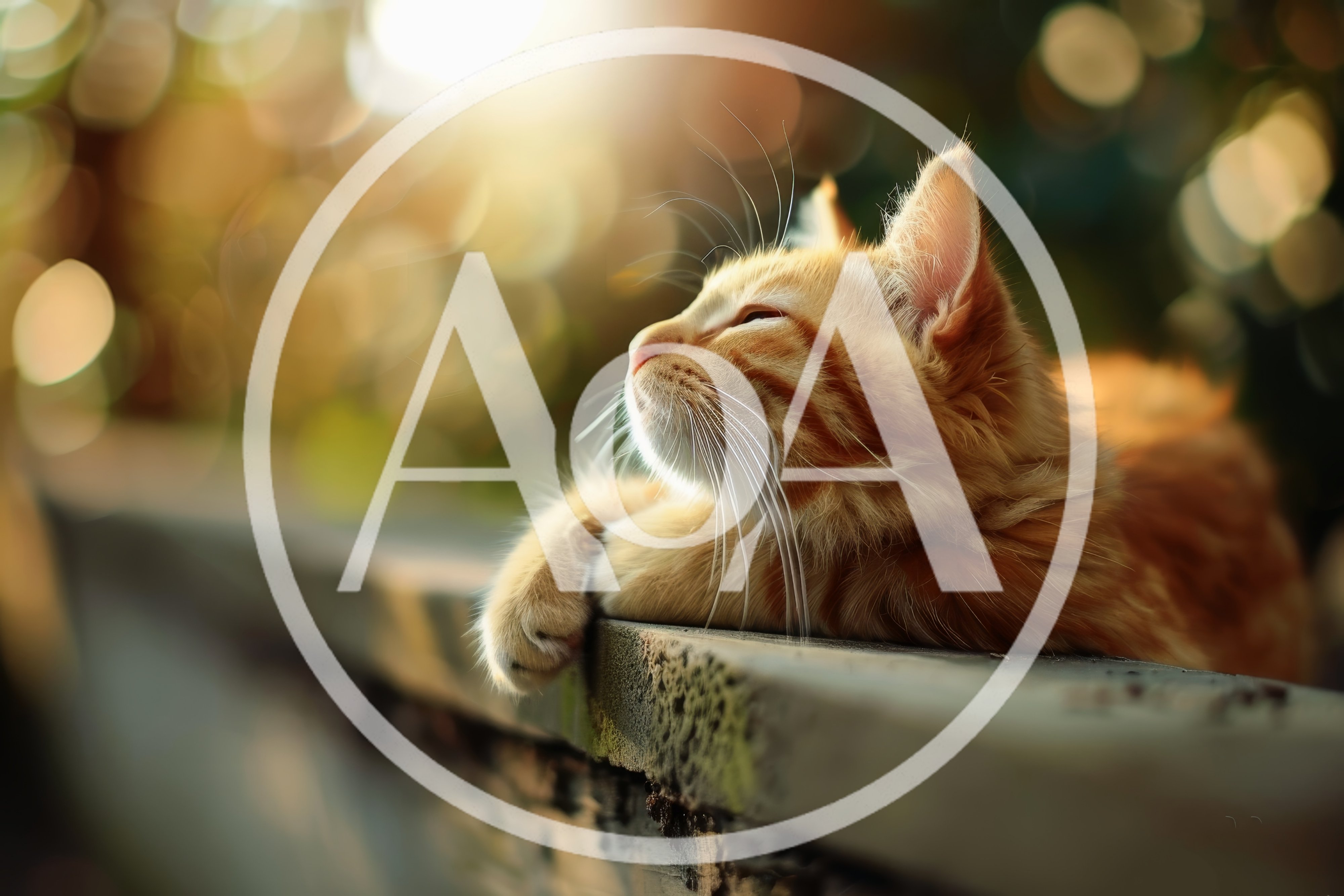 Ginger Tabby Cat Resting On A Wooden Fence