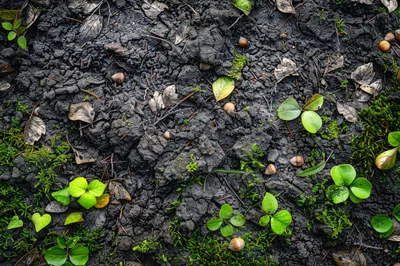 Green Sprouts Growing Through Cracked Dark Forest Soil