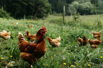 Free Range Chickens Foraging In A Lush Green Meadow