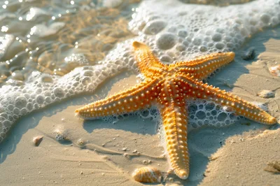 Orange Starfish Resting on Sandy Beach Shoreline