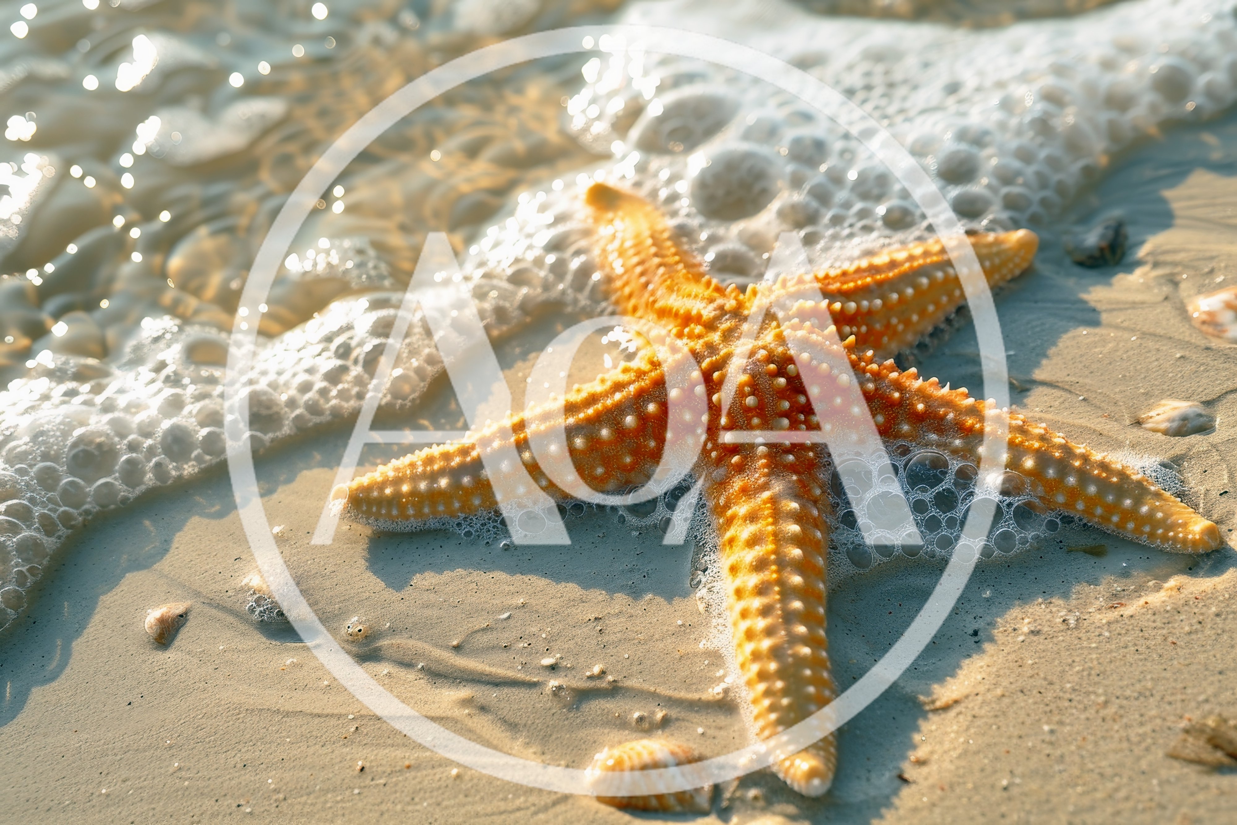 Orange Starfish Resting on Sandy Beach Shoreline