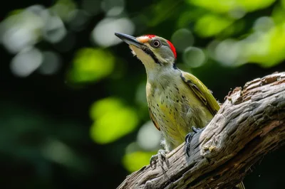 Lesser Yellownape Woodpecker Perched on a Tree Branch