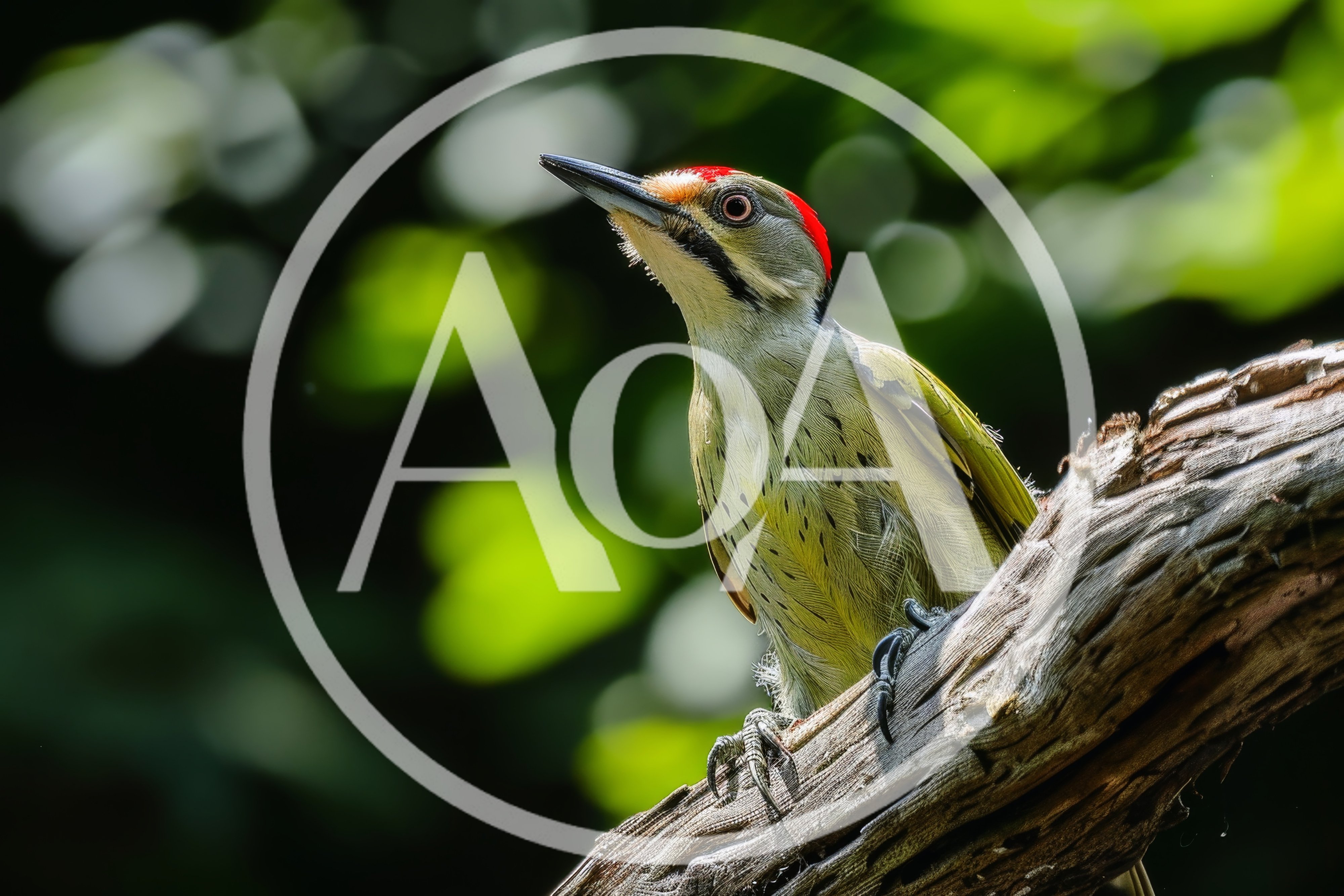 Lesser Yellownape Woodpecker Perched on a Tree Branch