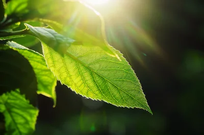 Sunlight Shining Through A Vibrant Green Leaf