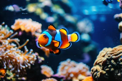 Clownfish Swimming Among Vibrant Coral Reef