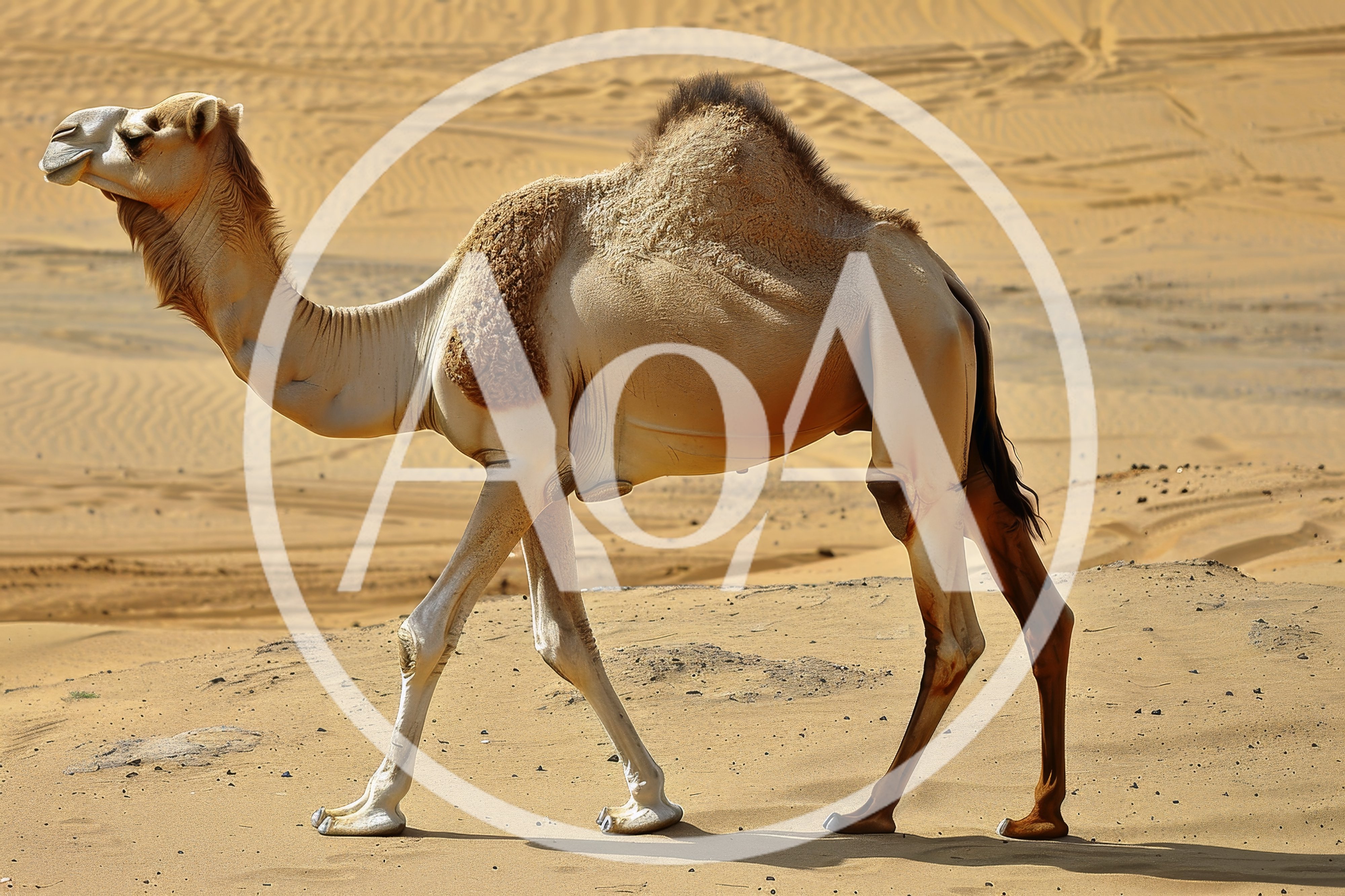 Dromedary Camel Walking Across The Desert Sands
