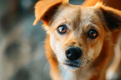 Close Up Portrait Of A Cute Brown Dog