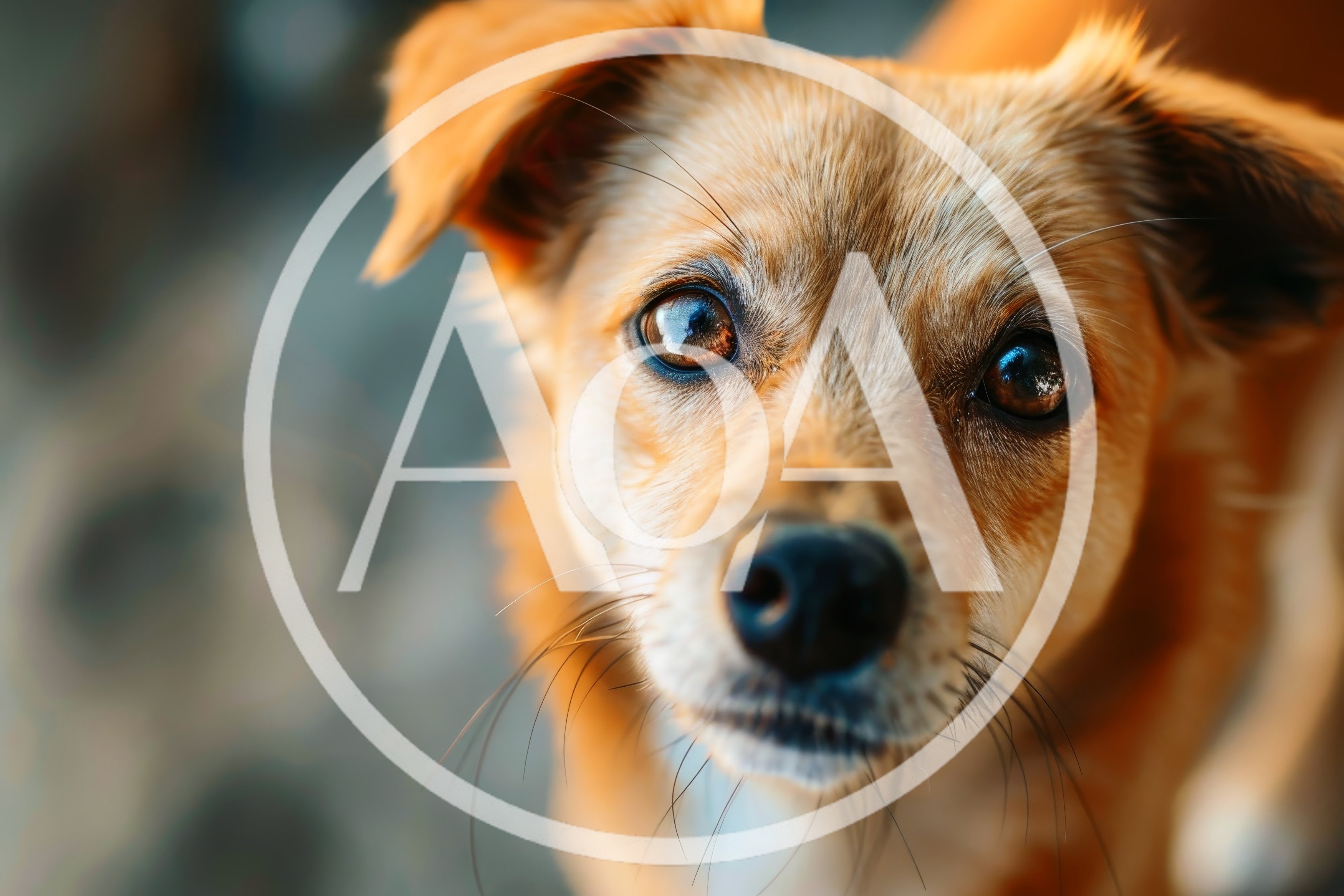 Close Up Portrait Of A Cute Brown Dog