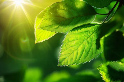 Sunlight Shining Through Vibrant Green Leaves
