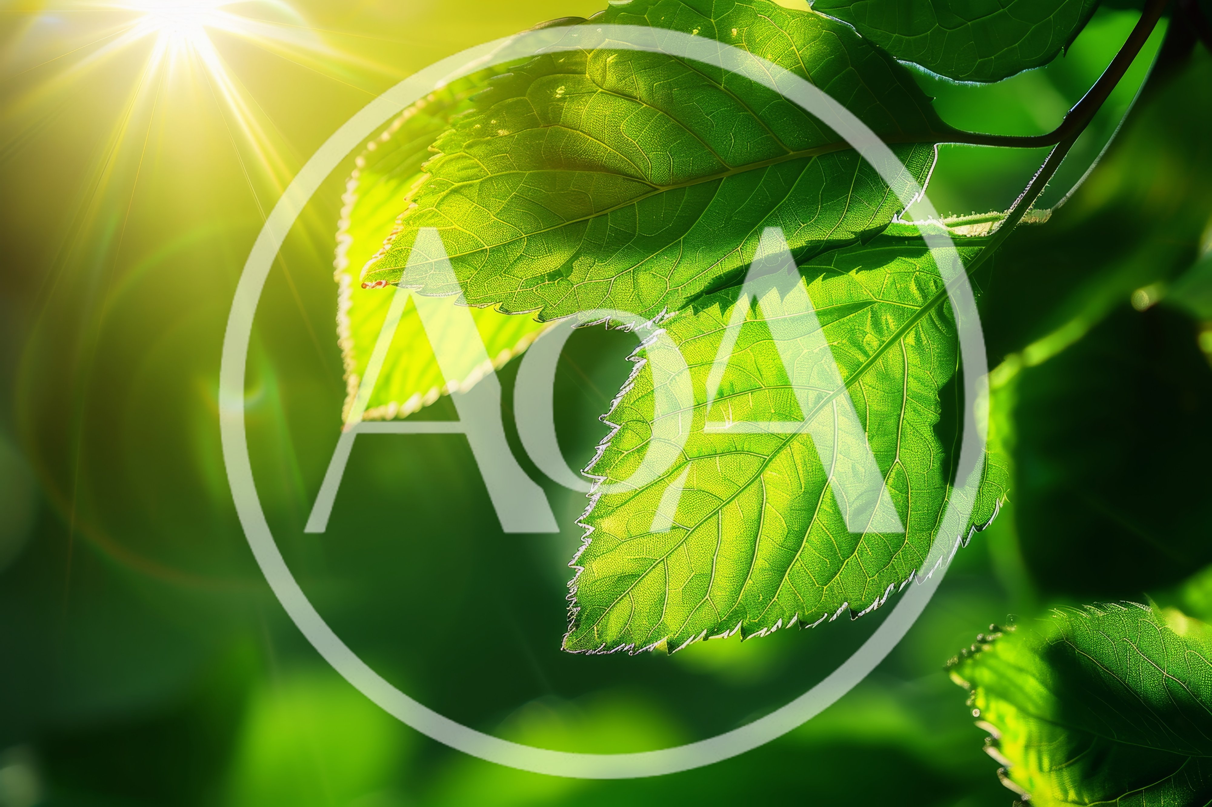 Sunlight Shining Through Vibrant Green Leaves