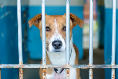 Sad Dog Looking Through Metal Kennel Bars