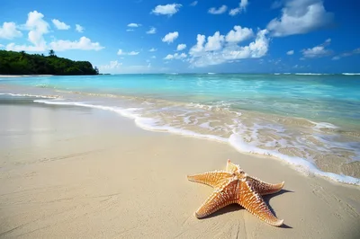 Starfish Resting on a Tropical Sandy Beach