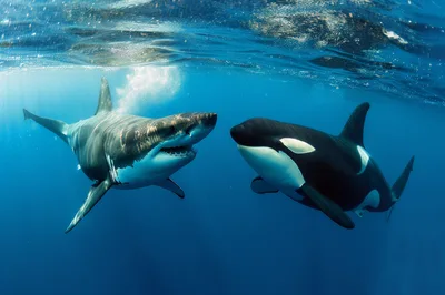 Great White Shark And Orca Swimming Underwater