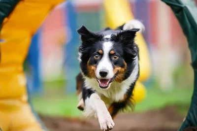 Australian Shepherd Running Through Agility Tunnel