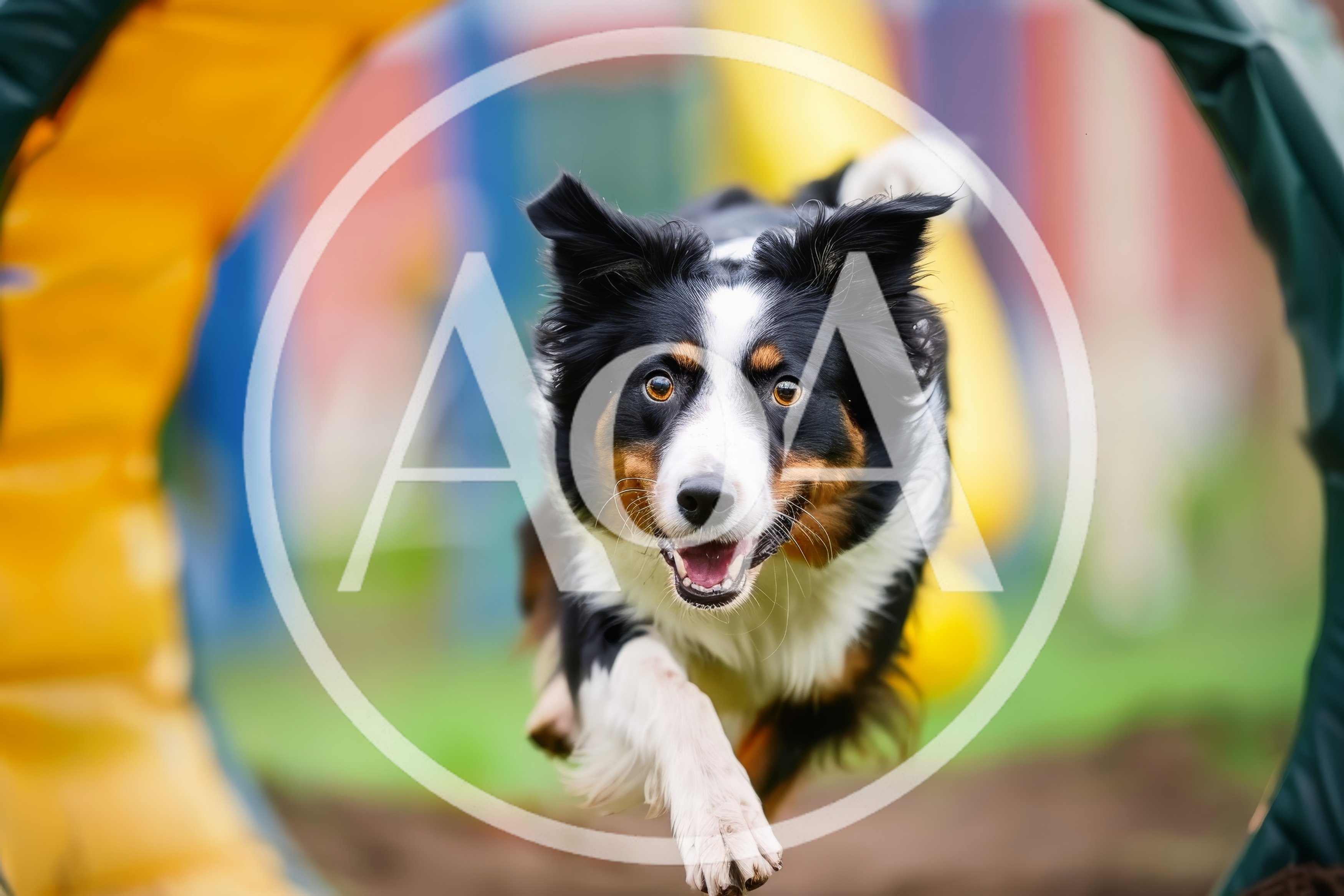 Australian Shepherd Running Through Agility Tunnel