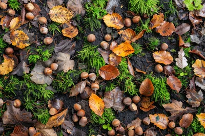 Autumn Forest Floor With Fallen Leaves And Hazelnuts