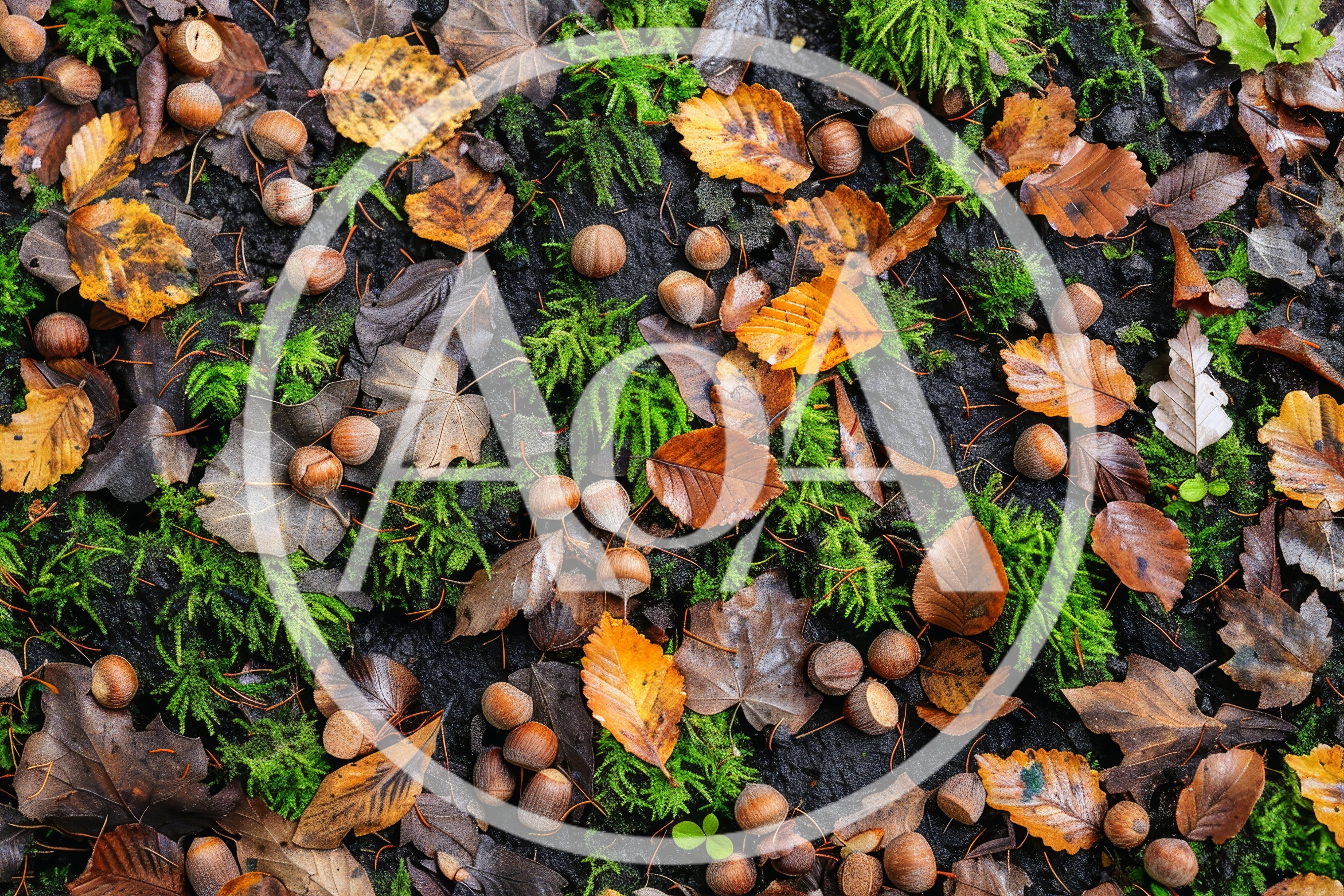 Autumn Forest Floor With Fallen Leaves And Hazelnuts