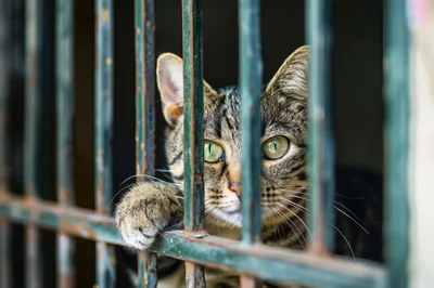 Tabby Cat Looking Through Metal Window Bars