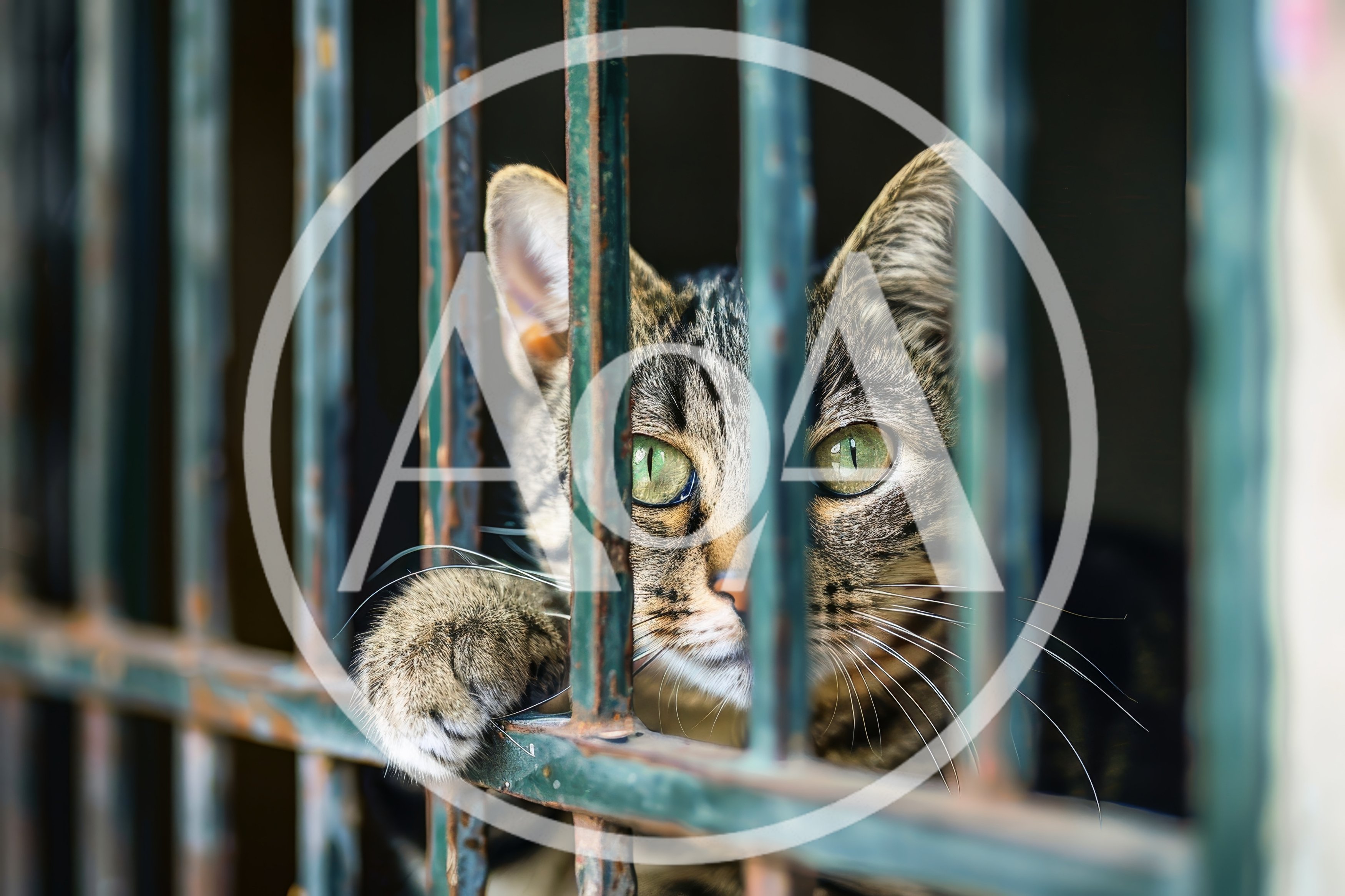 Tabby Cat Looking Through Metal Window Bars