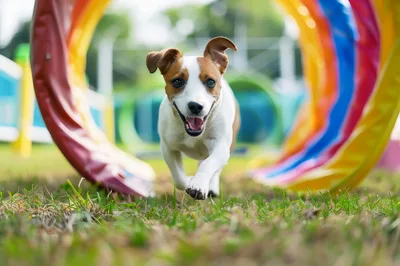 Jack Russell Terrier Running Through Agility Tunnel