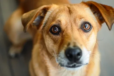 Close Up Portrait Of A Brown Mixed Breed Dog