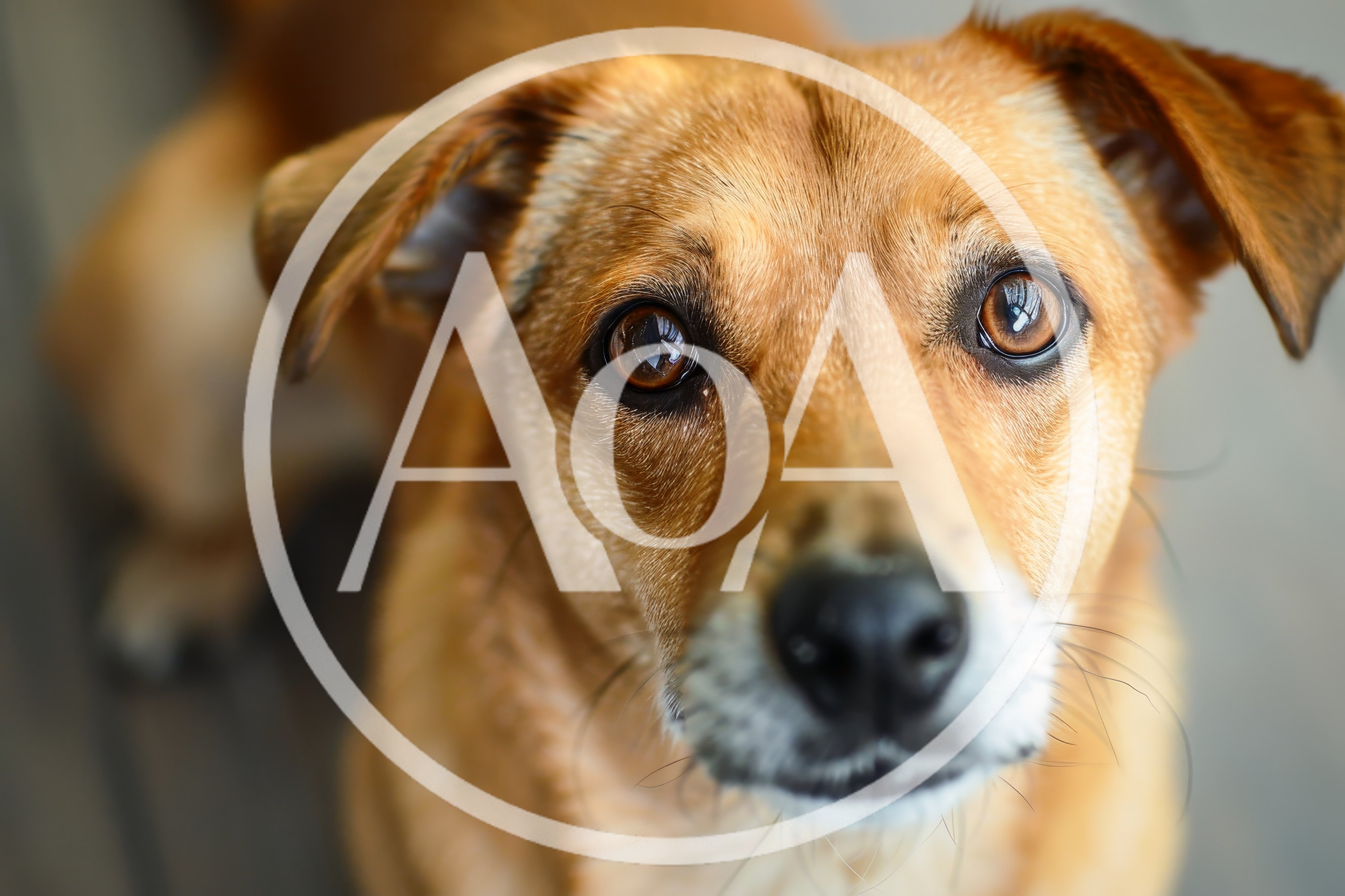 Close Up Portrait Of A Brown Mixed Breed Dog