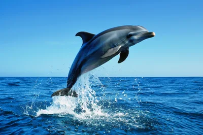 Bottlenose Dolphin Leaping Out Of The Blue Ocean