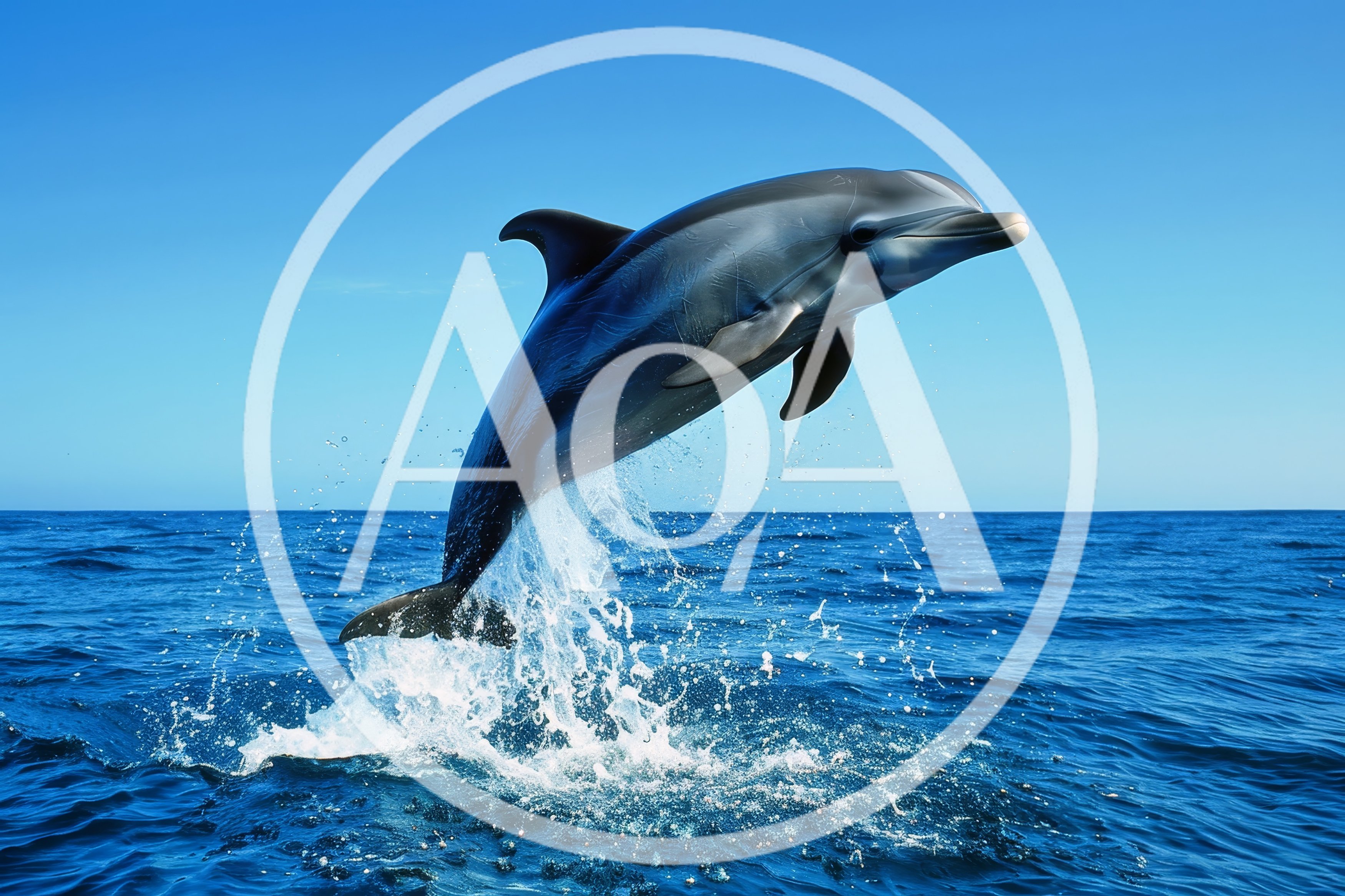 Bottlenose Dolphin Leaping Out Of The Blue Ocean