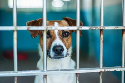 Sad Dog Looking Through Metal Kennel Bars