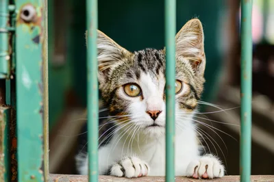Tabby Kitten Looking Through Metal Cage Bars