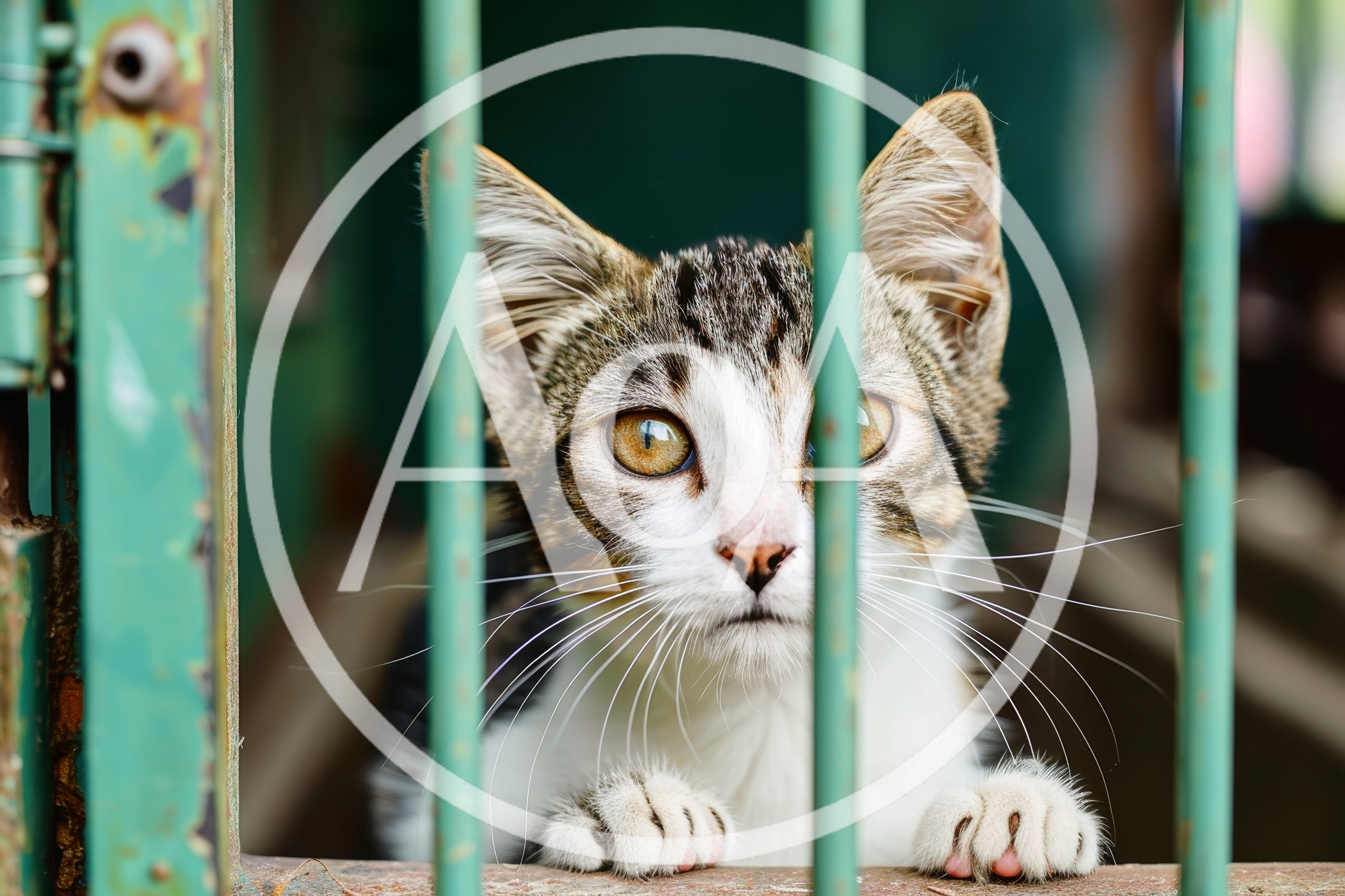 Tabby Kitten Looking Through Metal Cage Bars