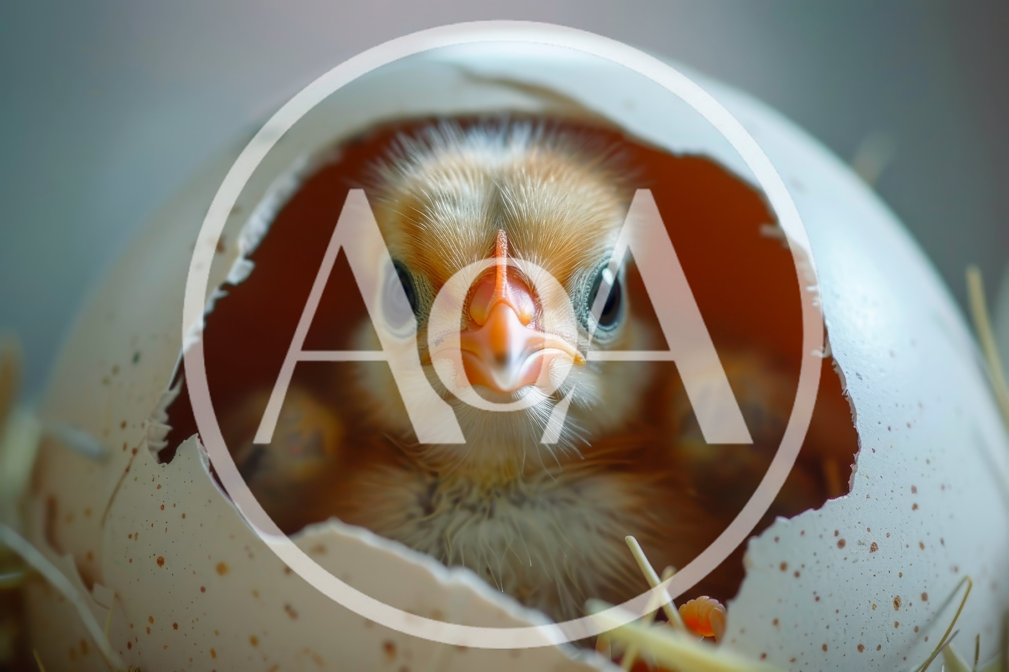 Newborn Chick Emerging From A Cracked Eggshell