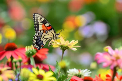 Swallowtail Butterfly Feeding on a Yellow Flower