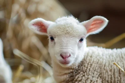 Close Up Portrait Of A Cute White Lamb