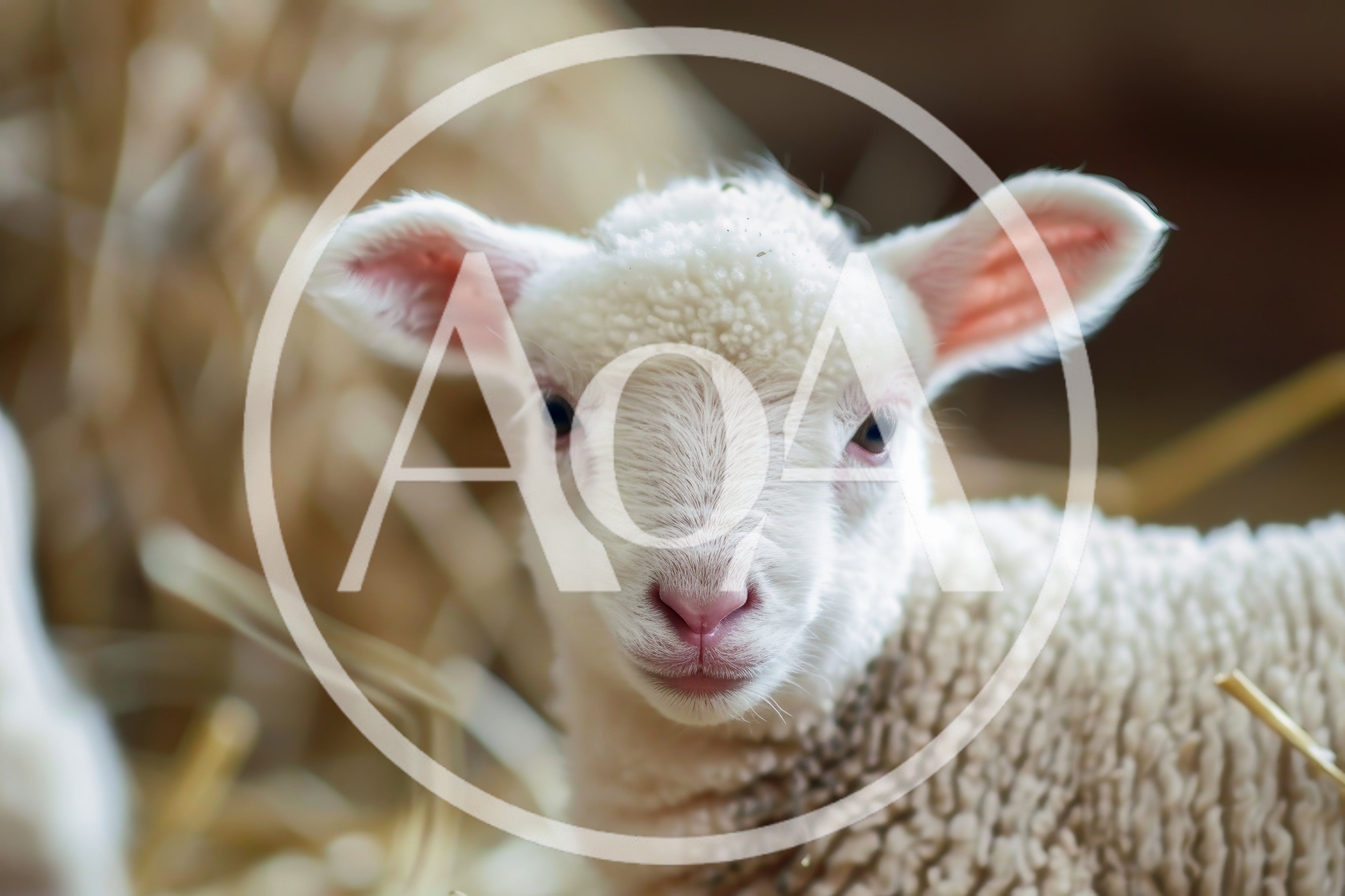 Close Up Portrait Of A Cute White Lamb