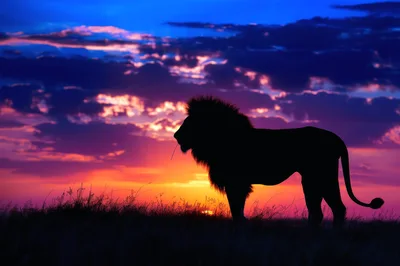 Silhouette Of A Majestic Lion At Sunset