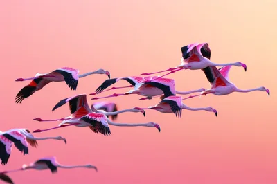Flock Of Flamingos Flying In Formation