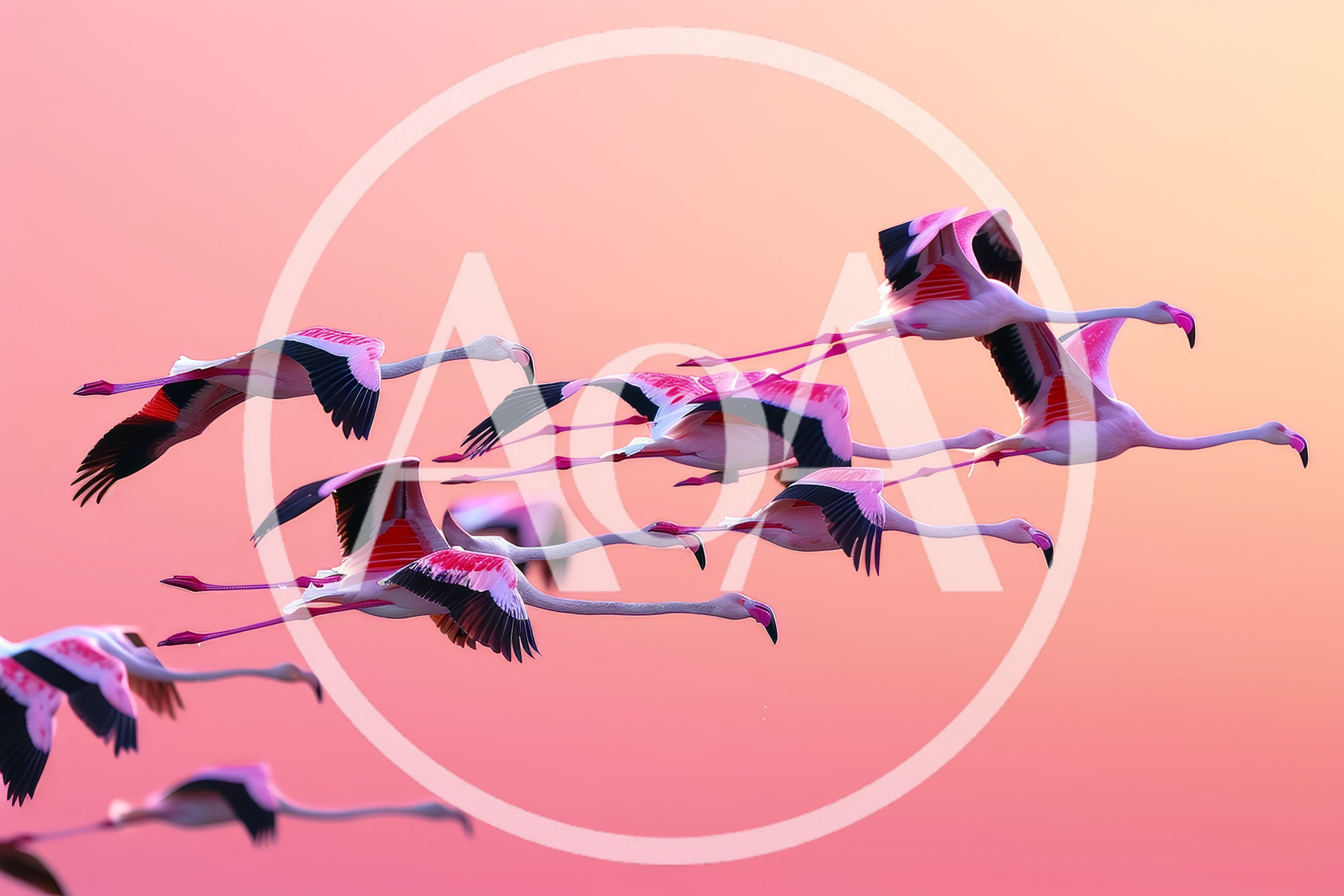 Flock Of Flamingos Flying In Formation